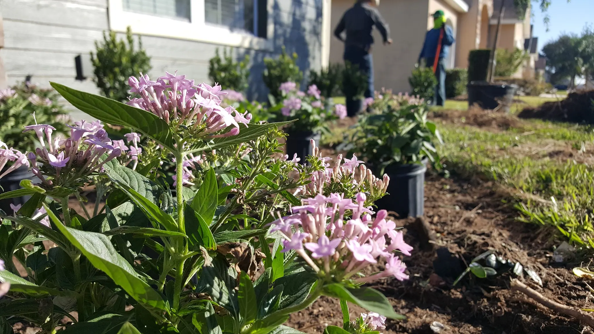 Flowers in garden with people working